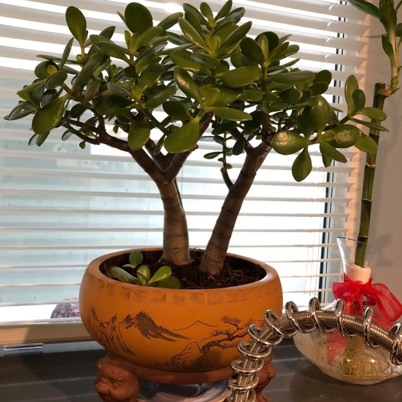 JMneice - Picture 2 of 3